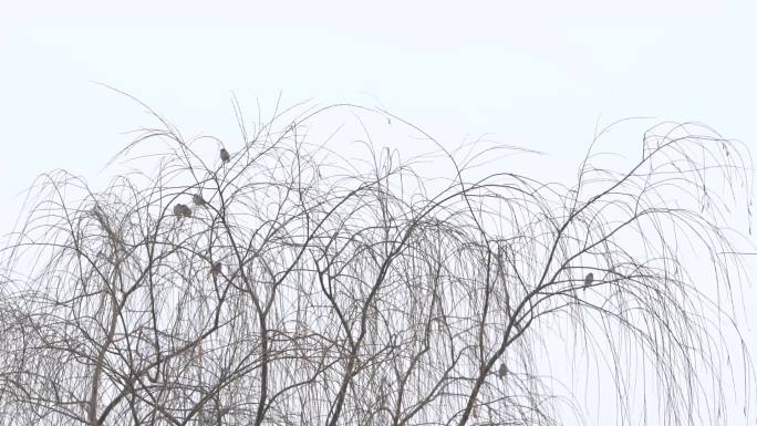 鸟枯树冬天归巢鸟巢柳树树枝枝头视频素材