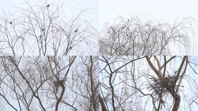鸟枯树冬天归巢鸟巢柳树树枝枝头视频素材