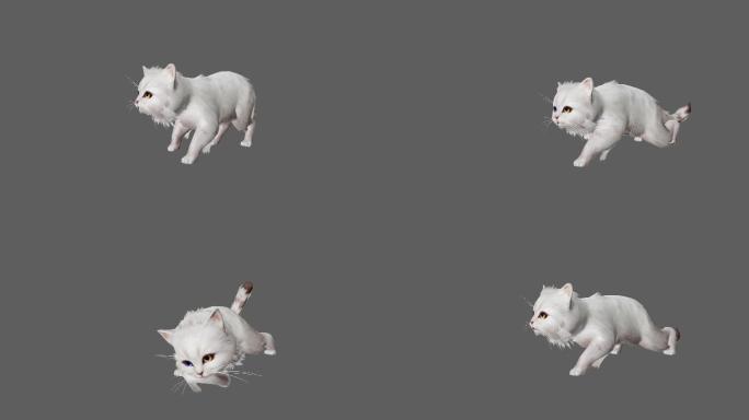 【4K.60帧】—小白猫