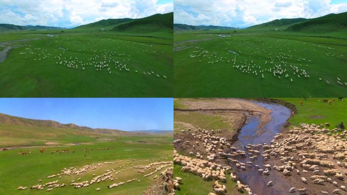 航拍草原河流牛羊美景