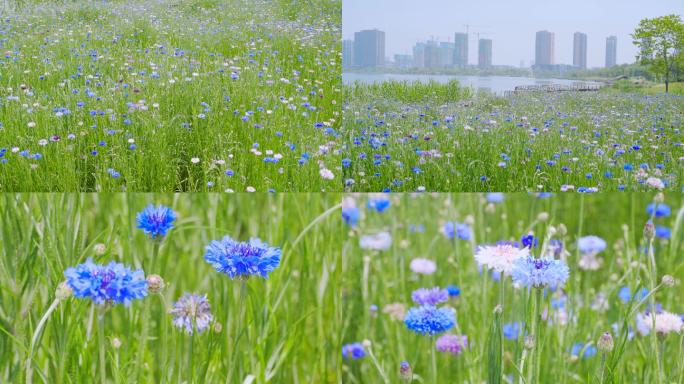 【4K】矢车菊花海