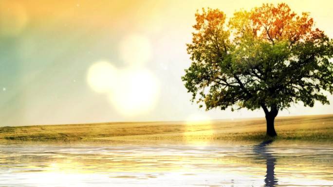 4K河边小树背景循环