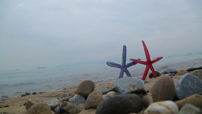 海边沙滩上的海星