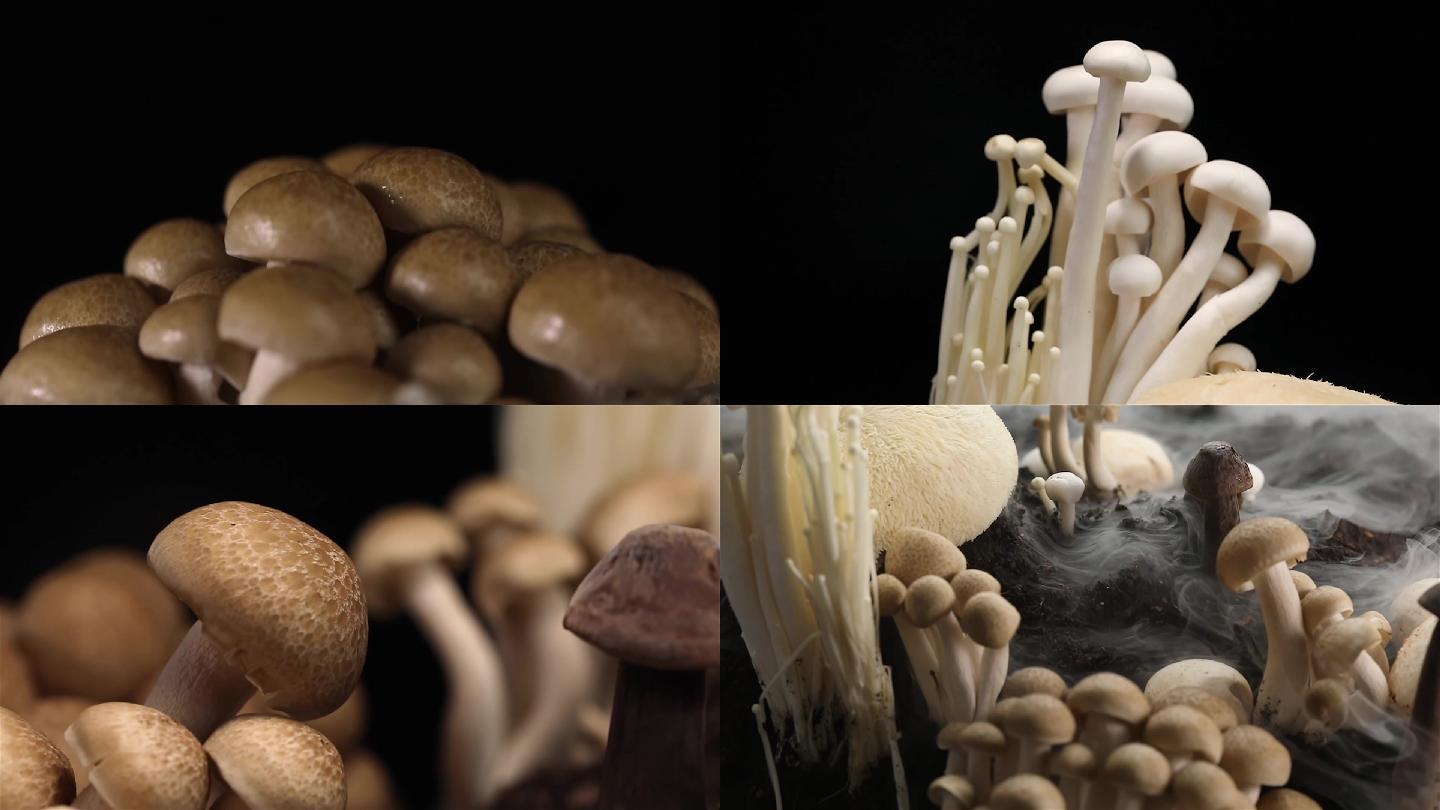 蘑菇朋友圈创意视频