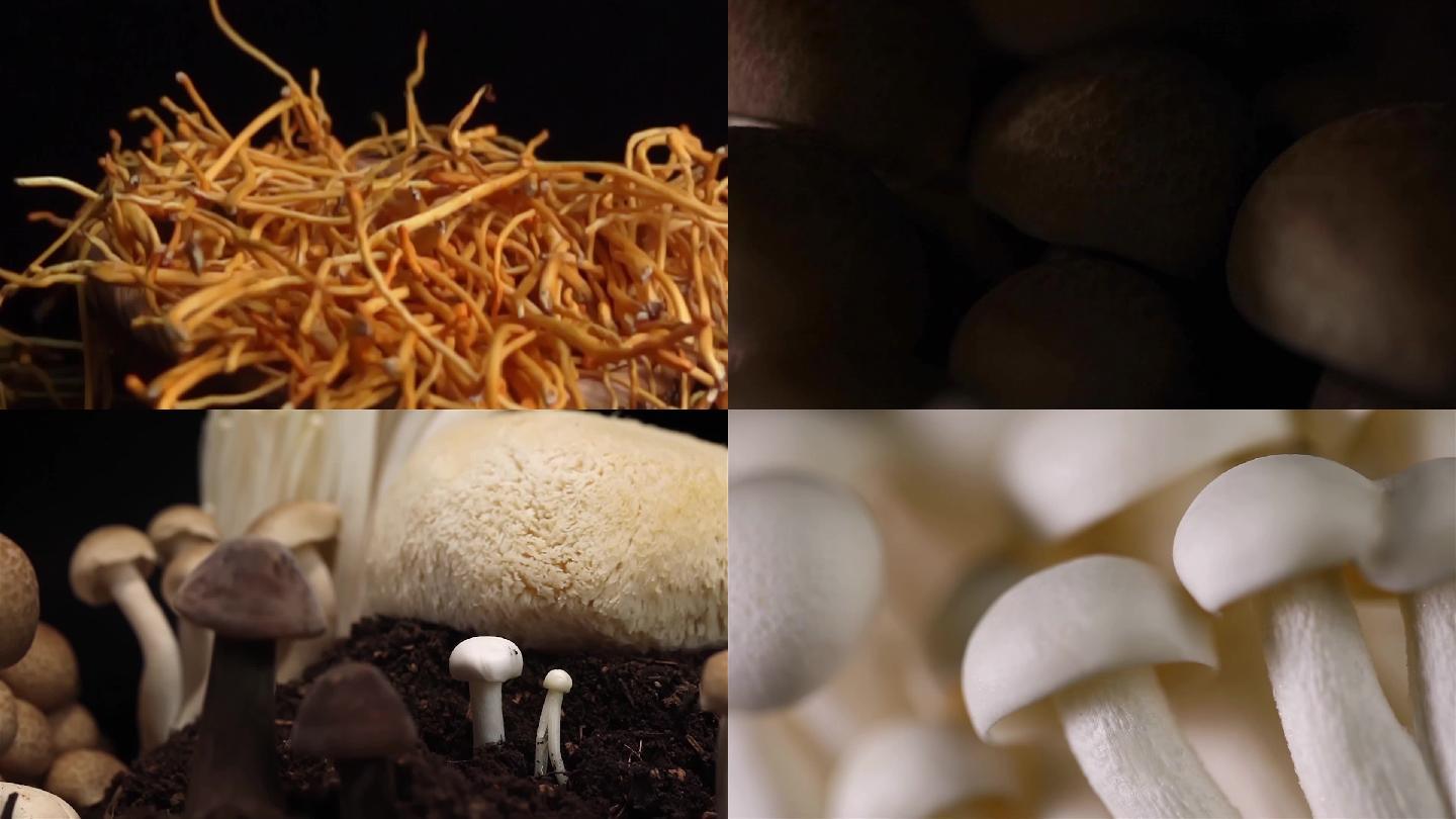 蘑菇创意视频