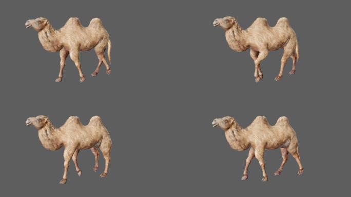 【4K.60帧】—骆驼