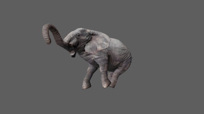 【4K.60帧】—大象