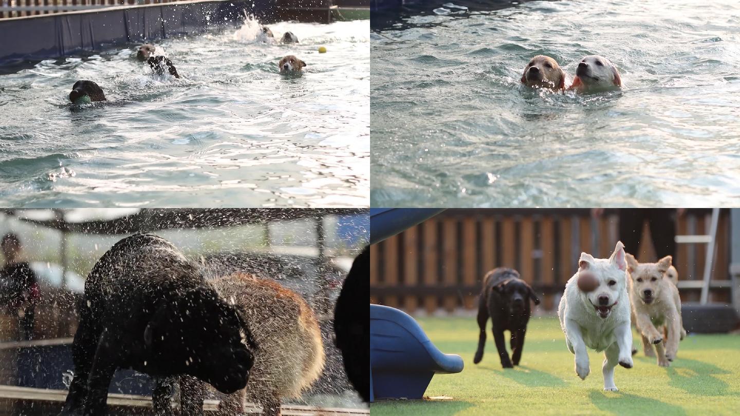 拉布拉多狗狗游泳玩耍奔跑撒欢