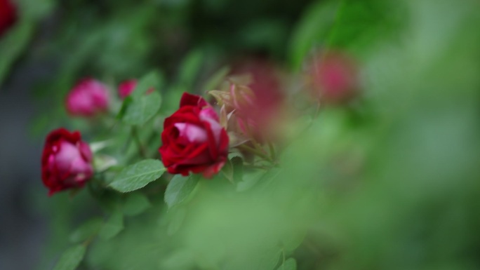 红蔷薇蔓藤