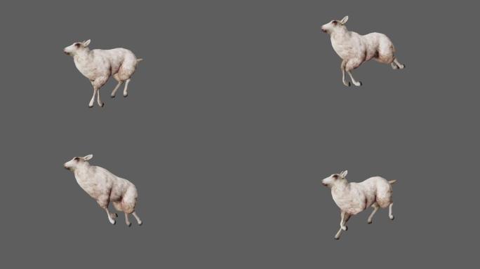 【4K.60帧】—羊