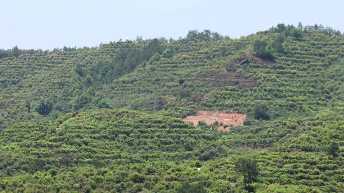 茶油林、食用油、健康油、油茶、茶油