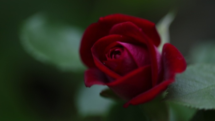 鲜红的玫瑰花苞