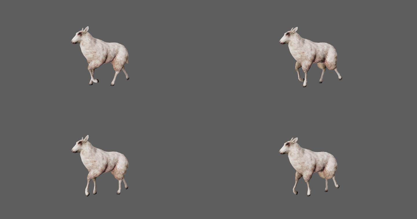【4K.60帧】—羊