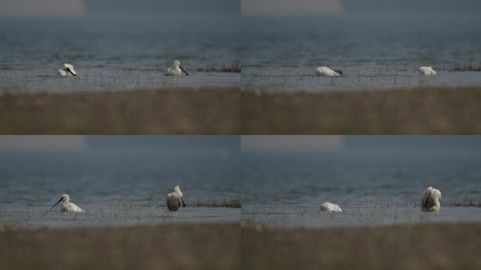 二只白琵鹭