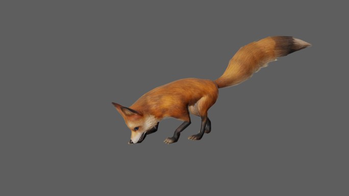 【4K.60帧】—狐狸