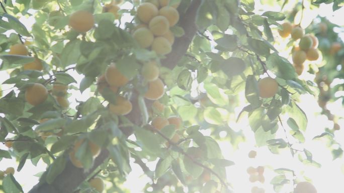 成熟黄杏杏树