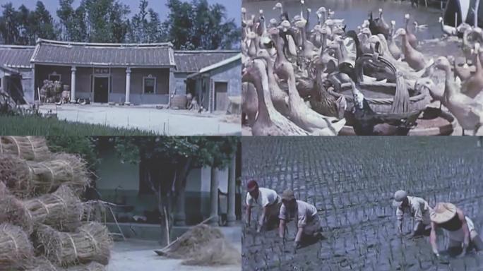 60年代中国台湾农村