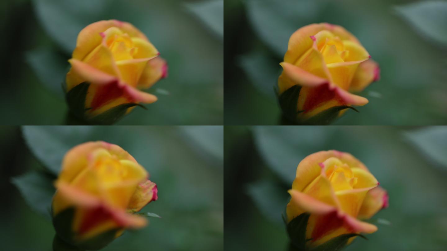 蔷薇 19x1080 高清视频素材下载 编号 实拍视频 Vj师网www Vjshi Com 蔷薇 19x1080 高清视频素材下载 编号 实拍视频 Vj师网www Vjshi Com