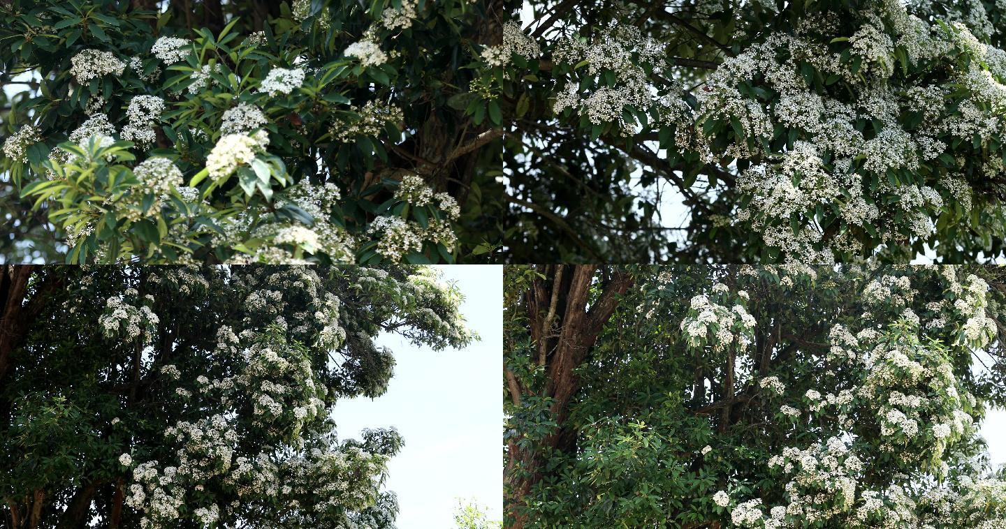 树花、满树开花、开满花的树、花雨