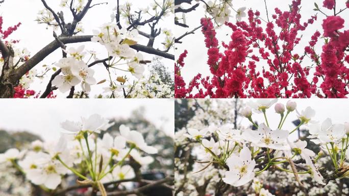 春日梨花实拍视频素材