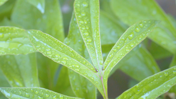 雨中芍药-雨滴树叶芍药水滴-清新自然