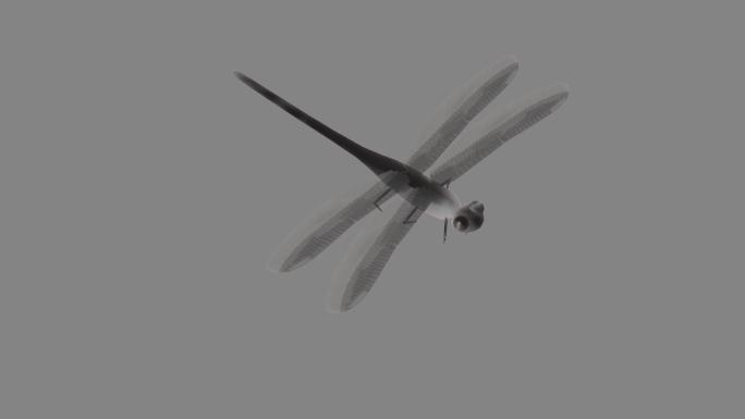水墨蜻蜓飞行动画视频素材
