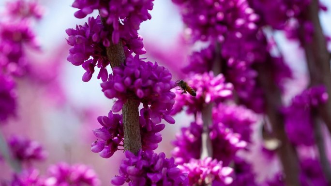紫荆  紫花