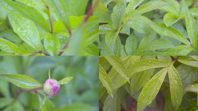 雨后绿叶上的水珠-清新自然绿叶雨水