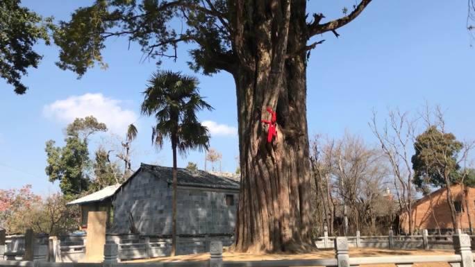 800年古树老树大树腾冲风光