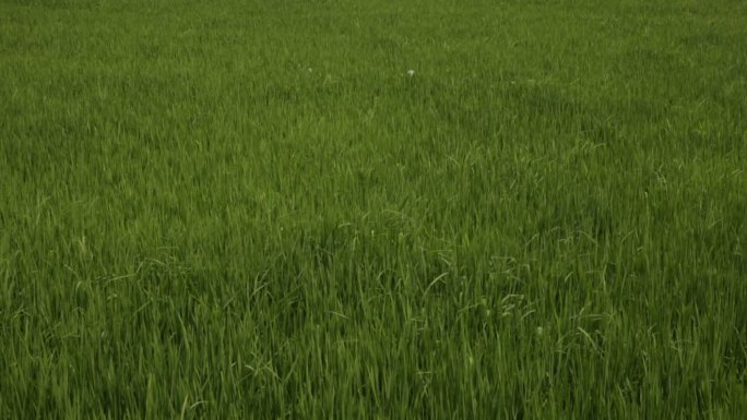 水稻禾苗水稻绿色环保稻田