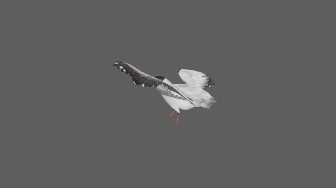 【4K.60帧】—鸟