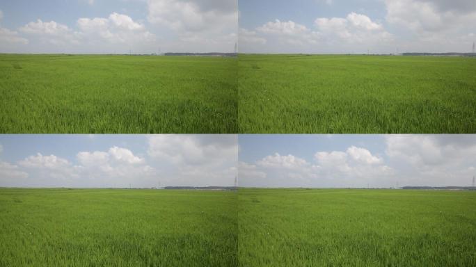 水稻禾苗绿色植被环保视频