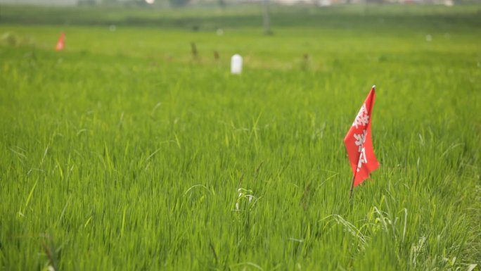水稻生态环保绿色稻田