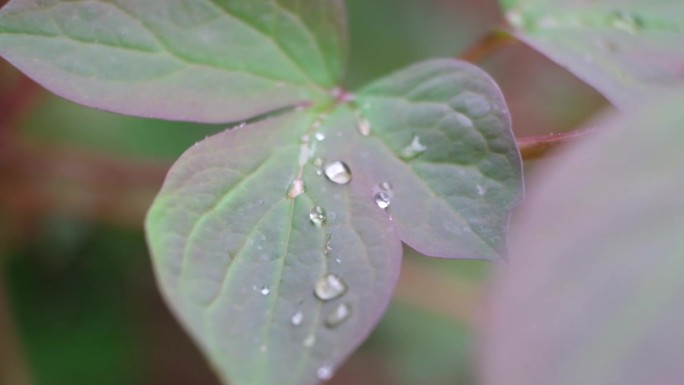 雨天慢镜头拍摄植物叶子上的雨水