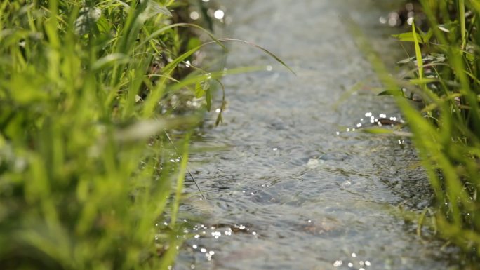 水稻稻田灌溉农田