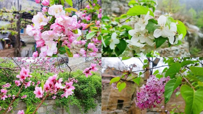 春花雨后海棠花桃花白花丁香花