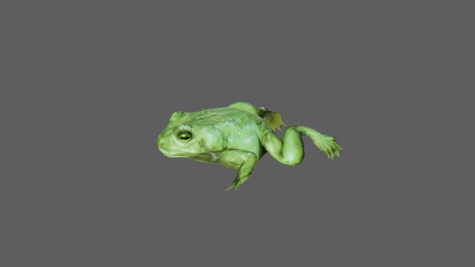 【4K.60帧】—青蛙
