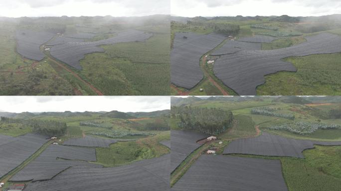 文山三七种植地航拍素材，原版，需要自行调