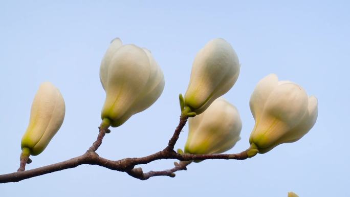 玉兰花、高清实拍视频素材02