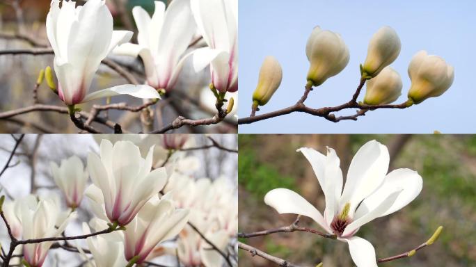 玉兰花、高清实拍视频素材02