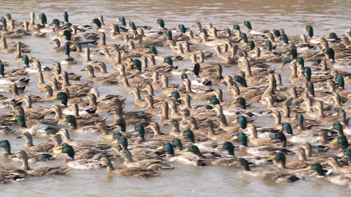 鸭子野鸭养殖