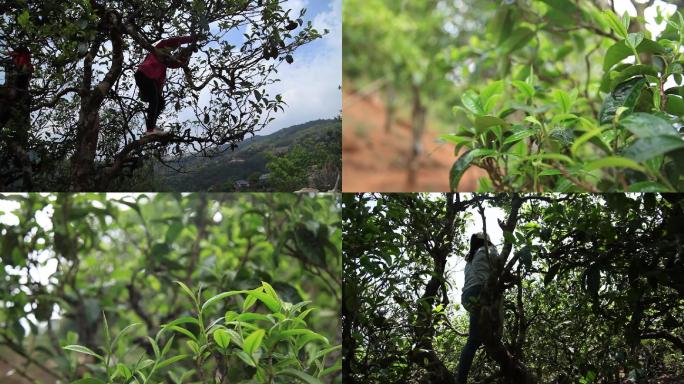 春分时节 古树茶  大山里茶农采茶