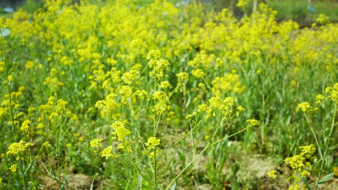 板蓝根开花