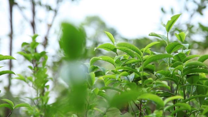 春分时节 古树茶·大古树