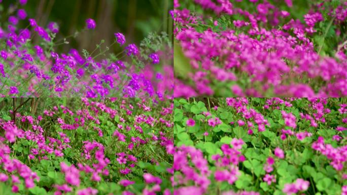 美丽格桑花