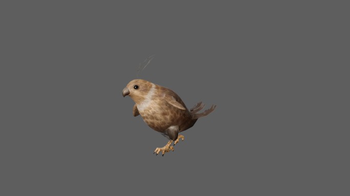 【4K.60帧】—可爱的小鸟