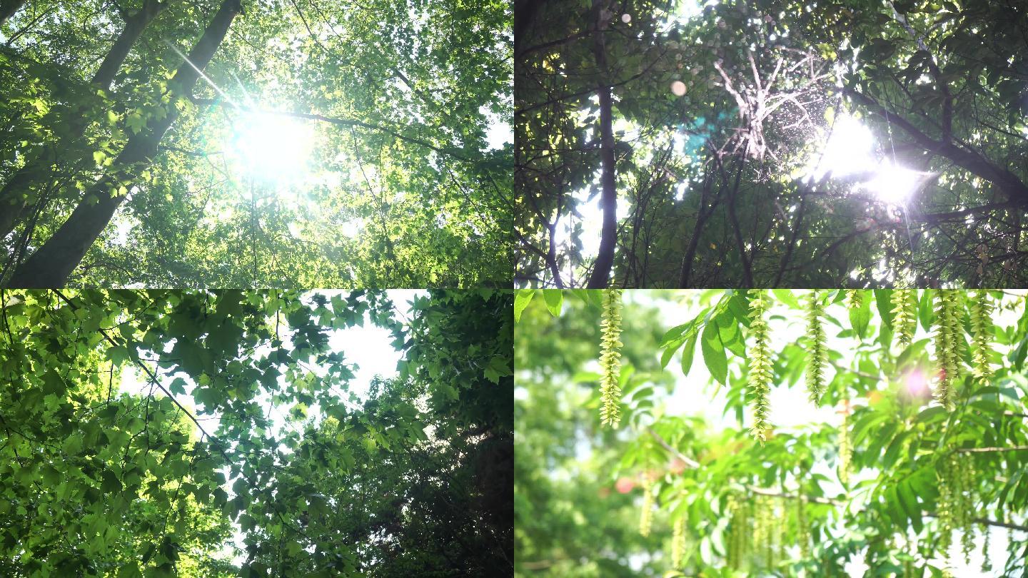 4K阳光穿透树叶唯美小清新