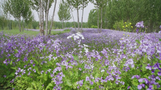 【原创】大面积诸葛菜花海