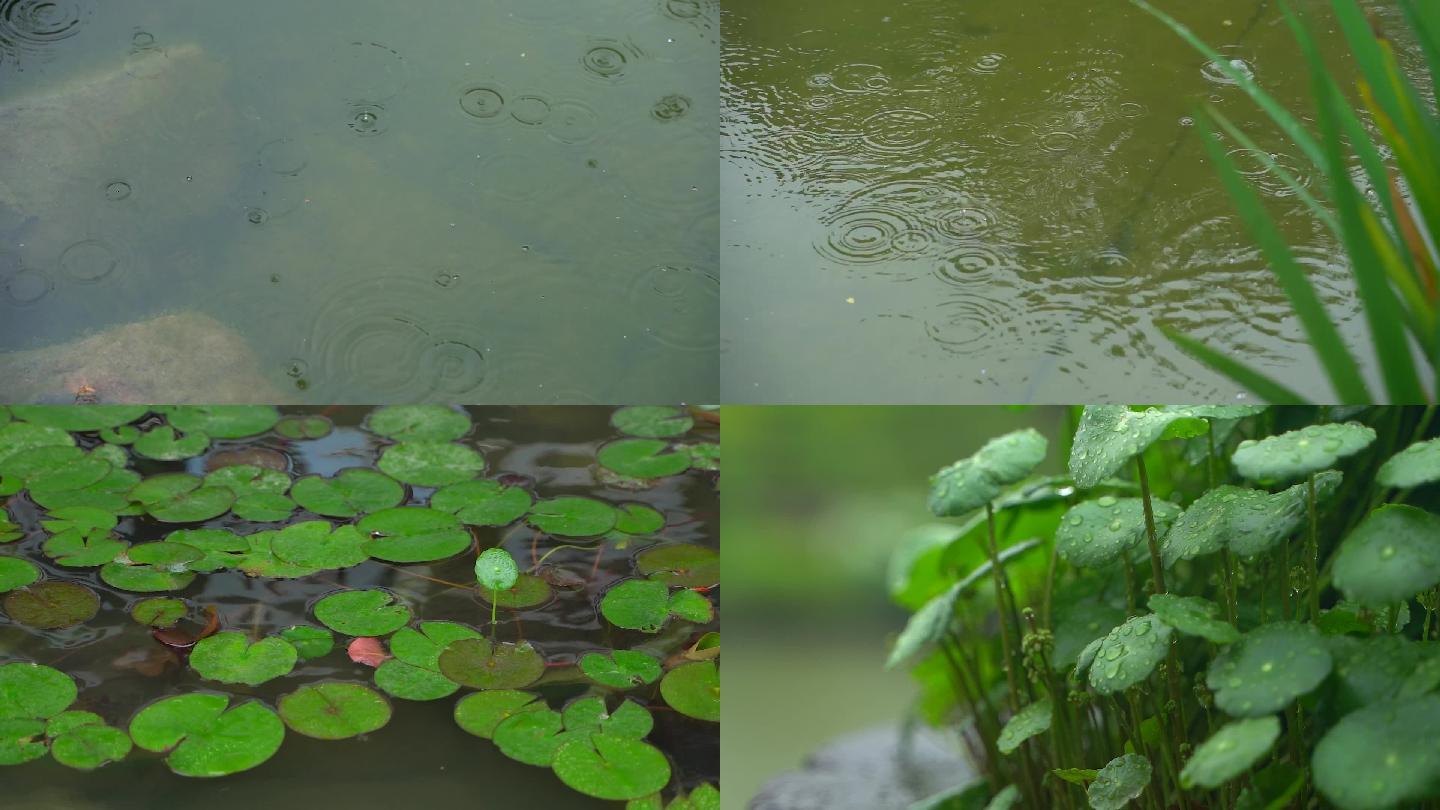 下雨植物涟漪雨滴