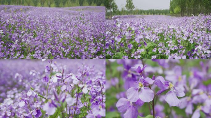 【原创】美丽的诸葛菜花海